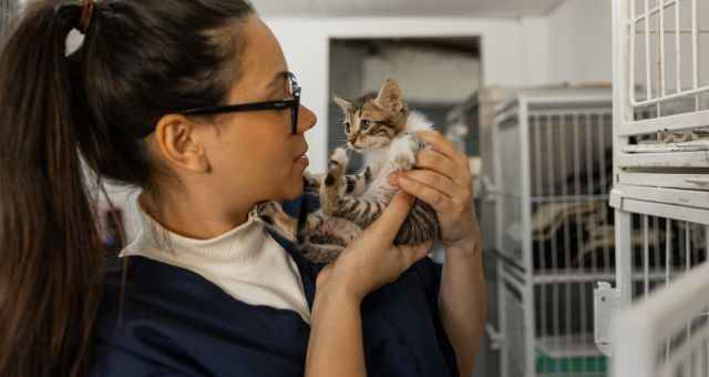 Adó 1%: sokak szívügye az állatvédelem